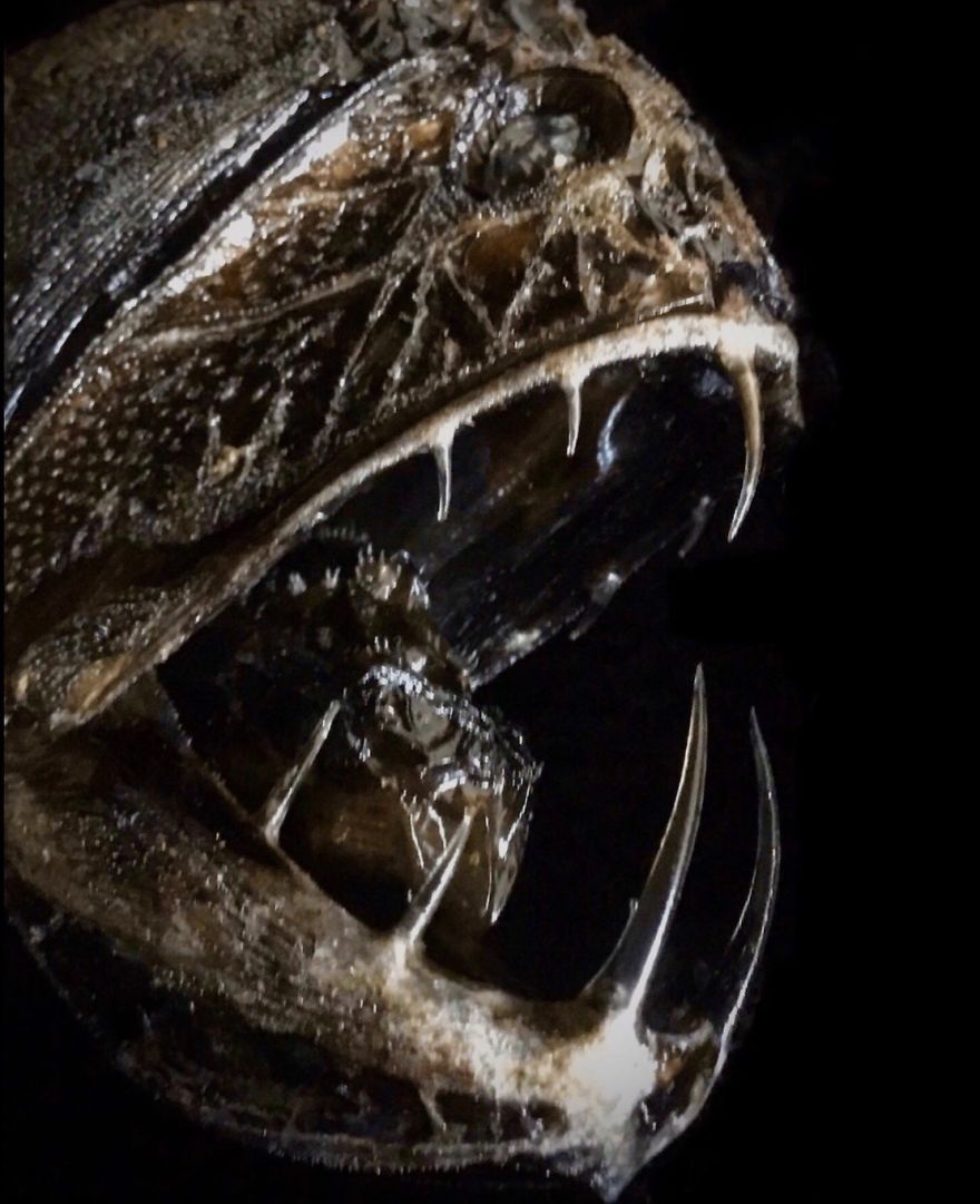 I Taxidermy Deep Sea Fish For Museums I Taxidermy Deep Sea Fish For Museums
