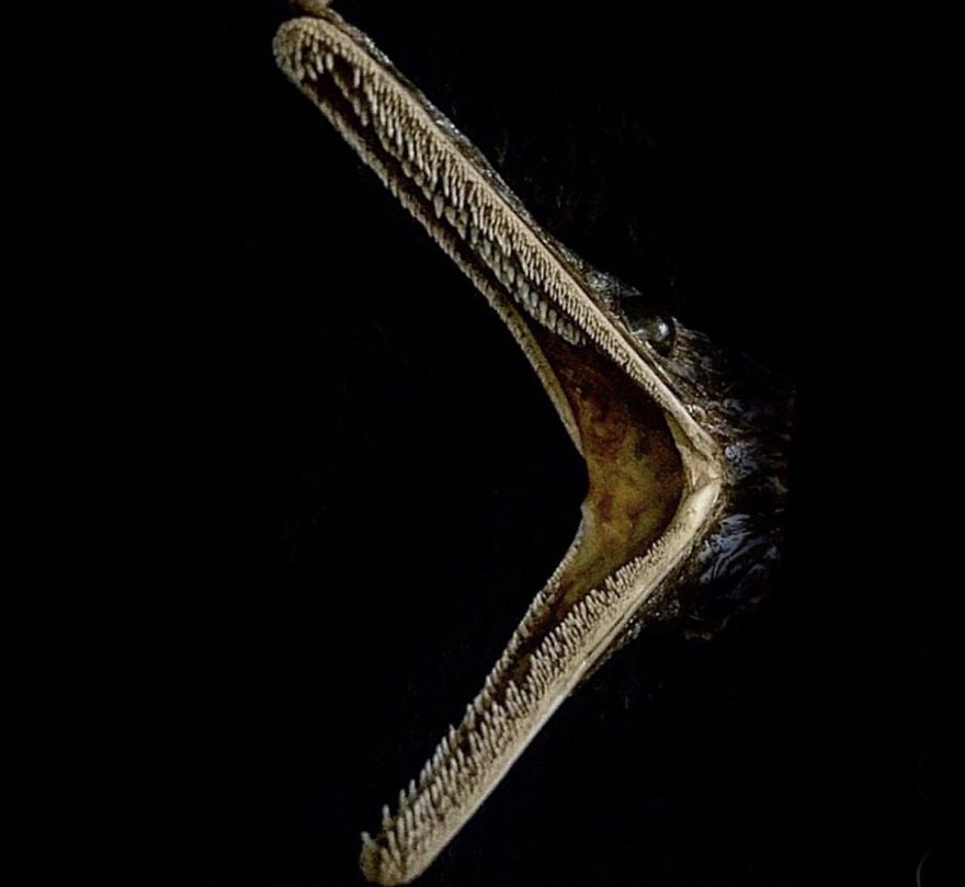 I Taxidermy Deep Sea Fish For Museums I Taxidermy Deep Sea Fish For Museums