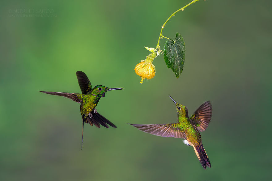 Empress Brilliant In Flight