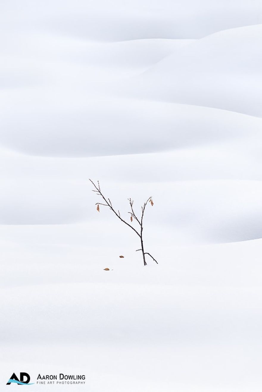 Isolation In Nature (Reflecting Our Lives Today)