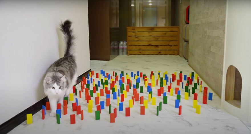 This Viral Challenge Shows How Differently Cats And Dogs Deal With Obstacles In Their Way This Viral Challenge Shows How Differently Cats And Dogs Deal With Obstacles In Their Way