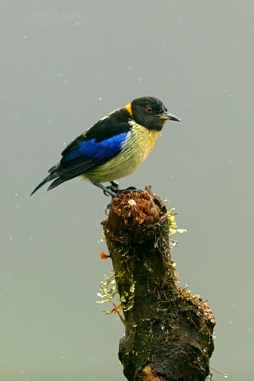 Golden-Collared Honeycreeper