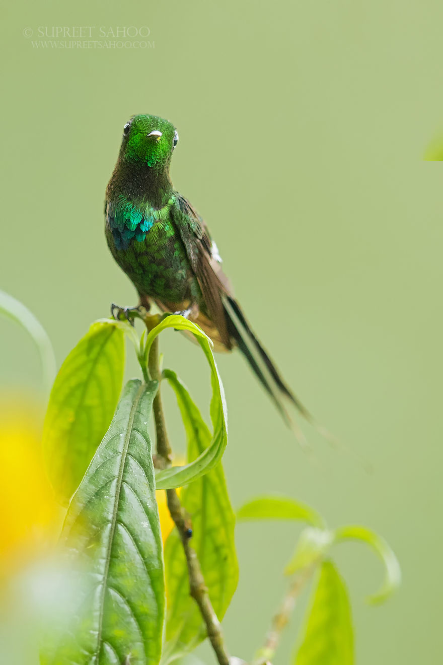 Green Thorntail
