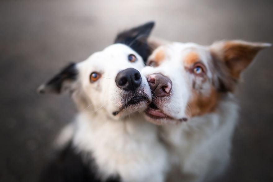 I Came Back With More Heartwarming Dog Portraits That Will Make You Smile