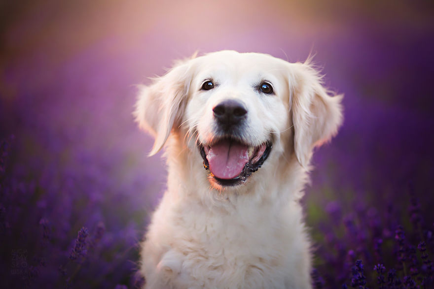 I Came Back With More Heartwarming Dog Portraits That Will Make You Smile