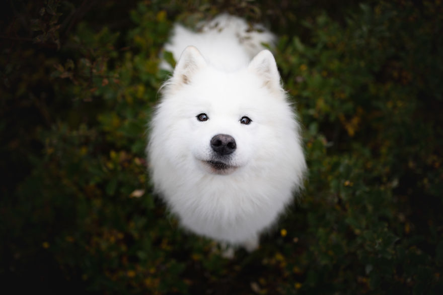 I Came Back With More Heartwarming Dog Portraits That Will Make You Smile