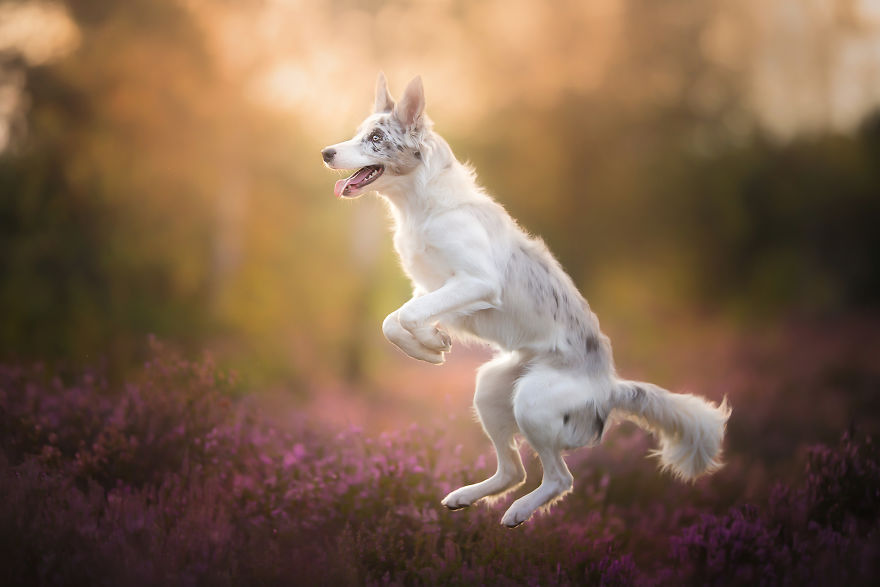 I Came Back With More Heartwarming Dog Portraits That Will Make You Smile
