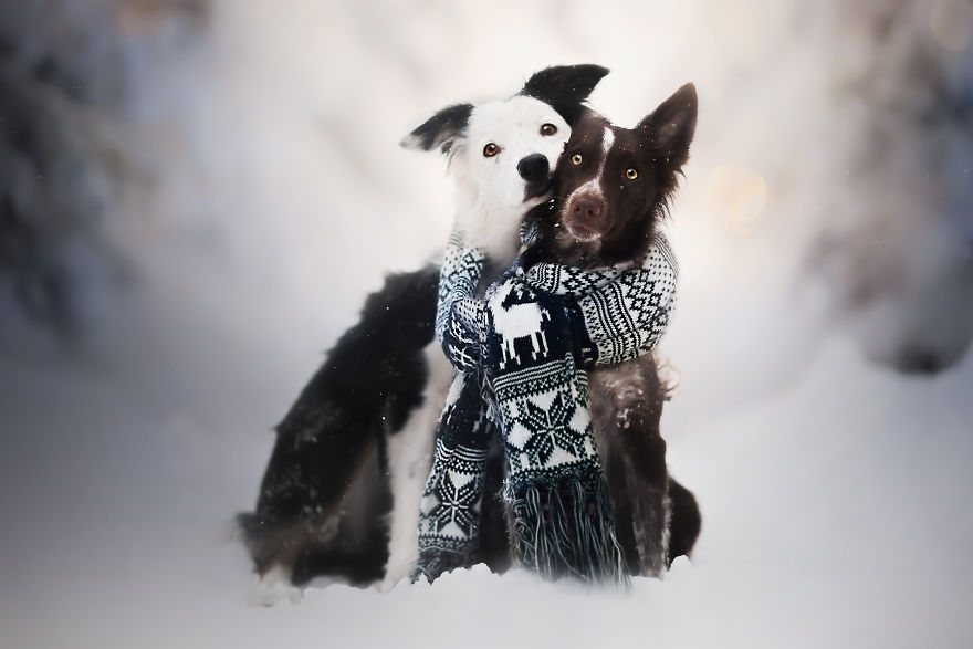 I Came Back With More Heartwarming Dog Portraits That Will Make You Smile