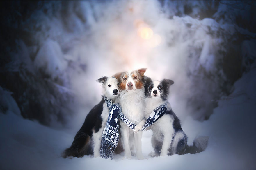 I Came Back With More Heartwarming Dog Portraits That Will Make You Smile