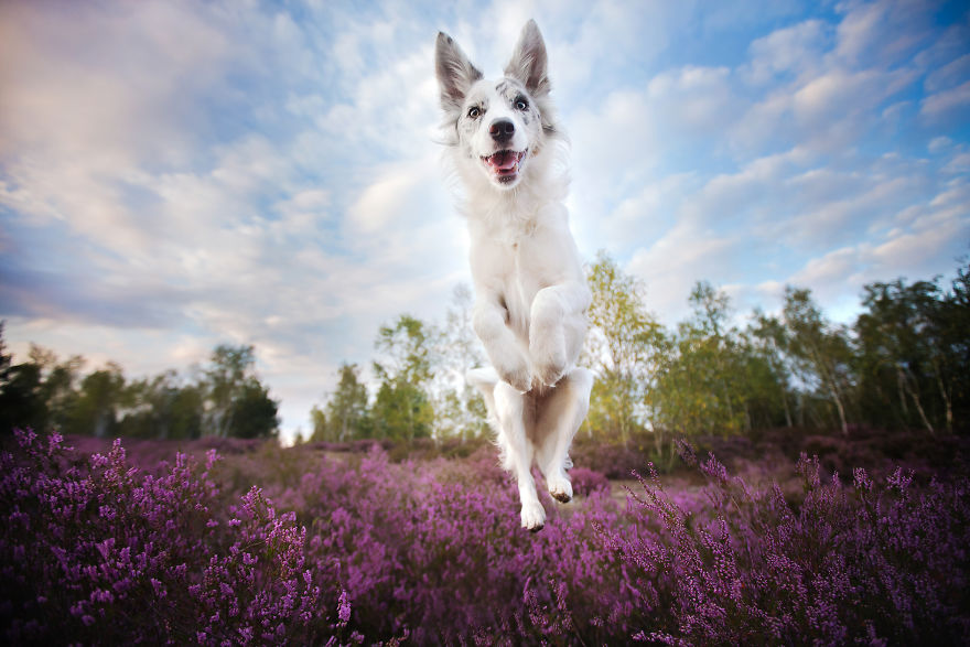 I Came Back With More Heartwarming Dog Portraits That Will Make You Smile