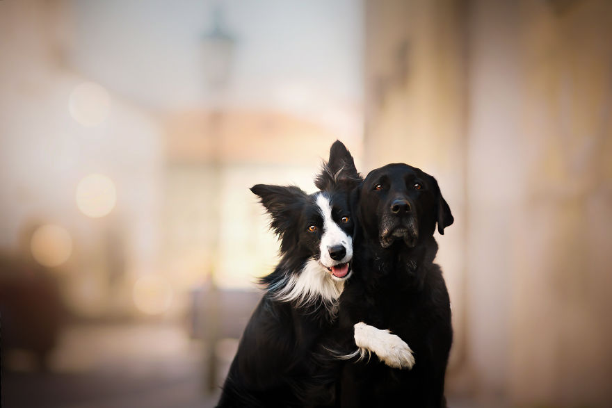 I Came Back With More Heartwarming Dog Portraits That Will Make You Smile
