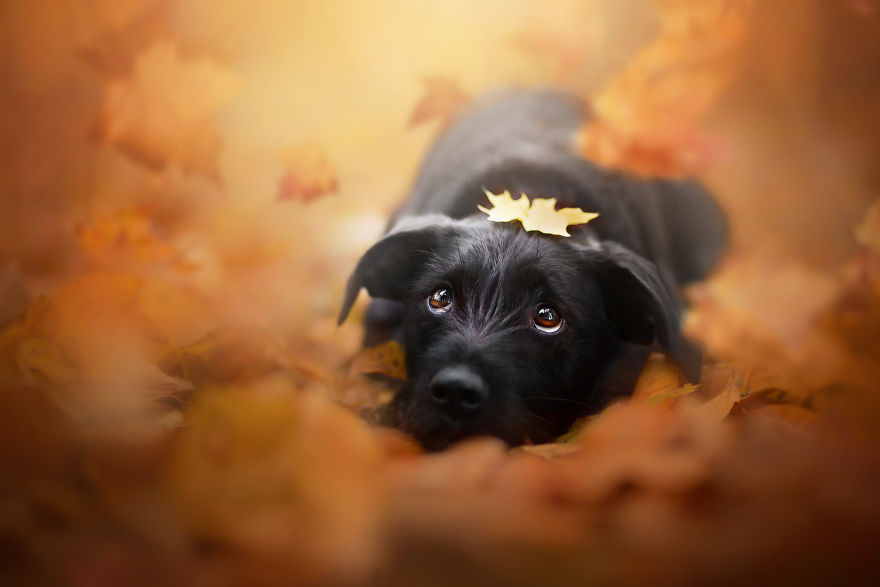 I Came Back With More Heartwarming Dog Portraits That Will Make You Smile