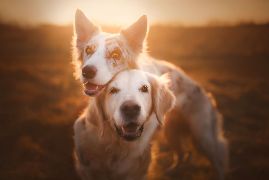 I Came Back With More Heartwarming Dog Portraits That Will Make You Smile