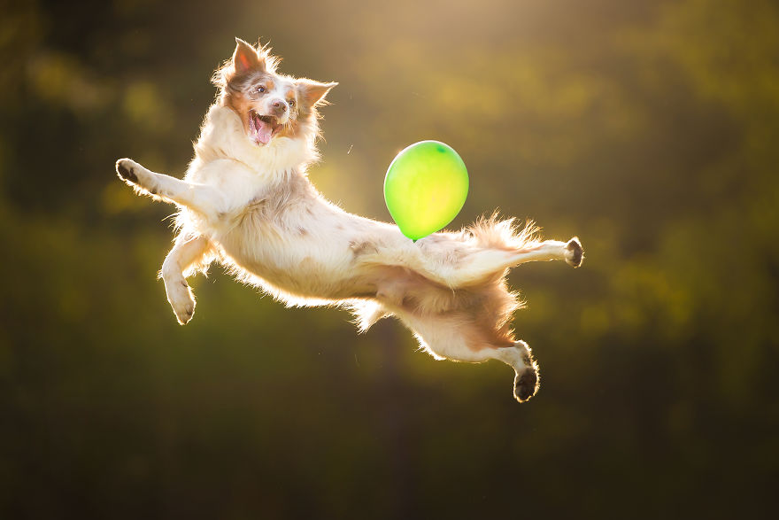 I Came Back With More Heartwarming Dog Portraits That Will Make You Smile