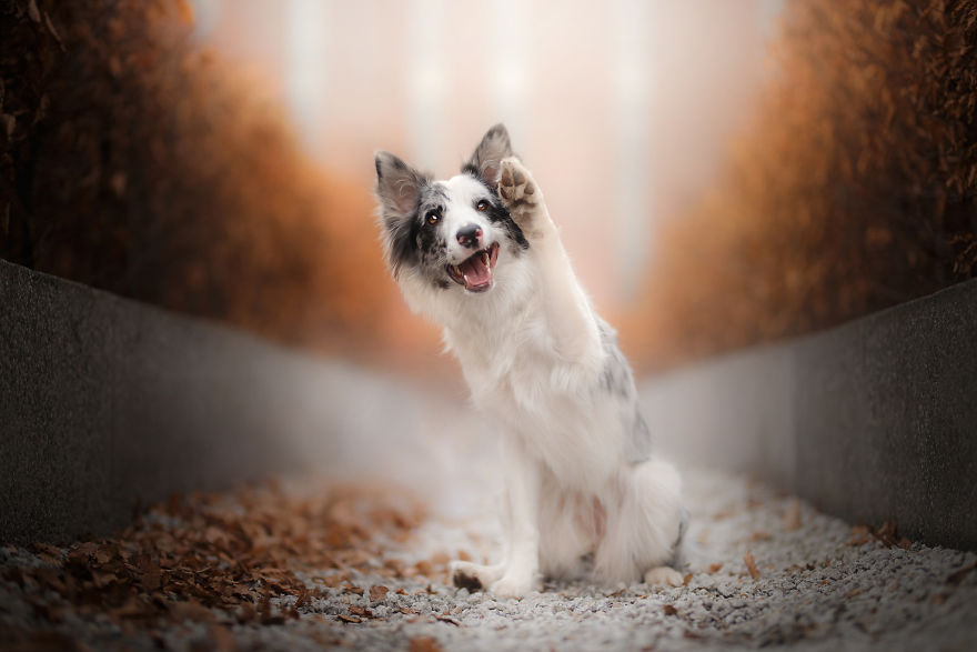 I Came Back With More Heartwarming Dog Portraits That Will Make You Smile