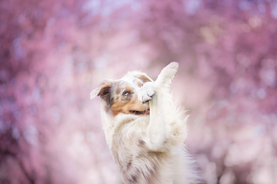 I Came Back With More Heartwarming Dog Portraits That Will Make You Smile
