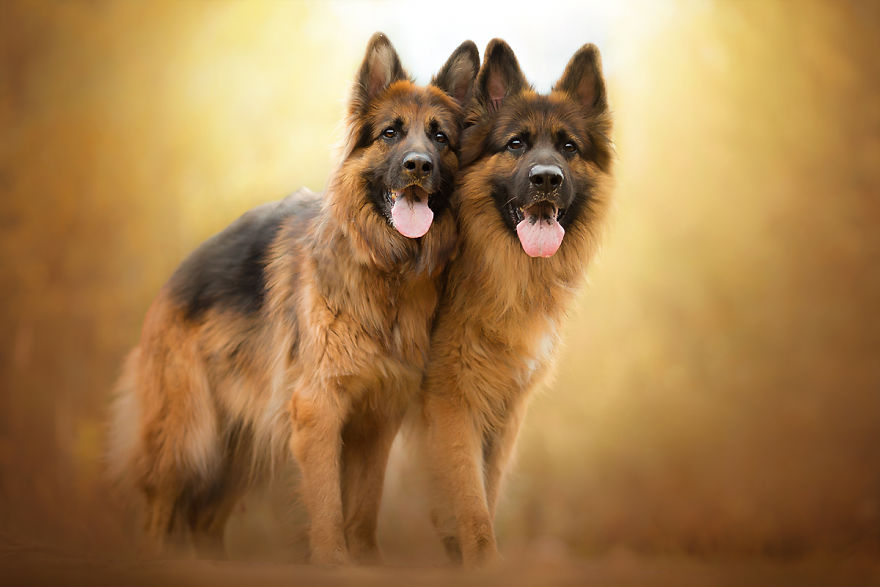 I Came Back With More Heartwarming Dog Portraits That Will Make You Smile