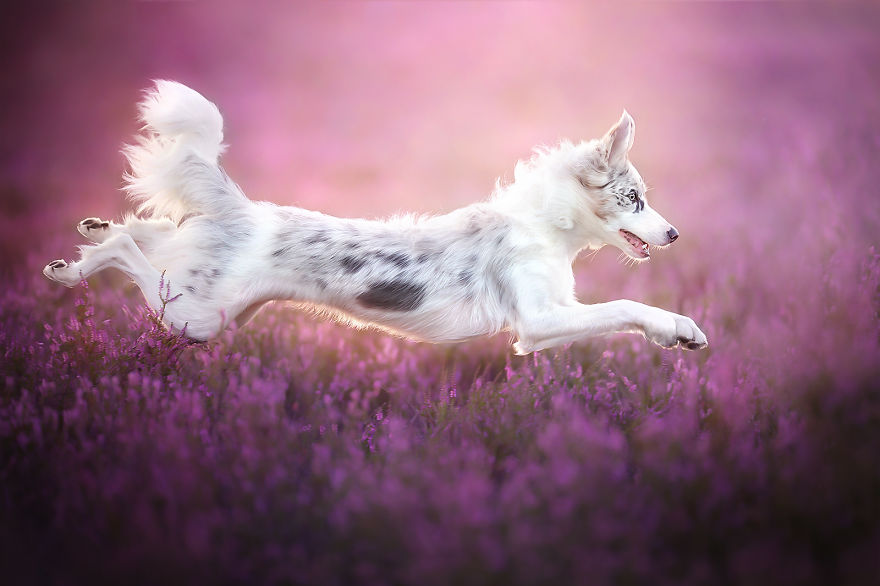 I Came Back With More Heartwarming Dog Portraits That Will Make You Smile