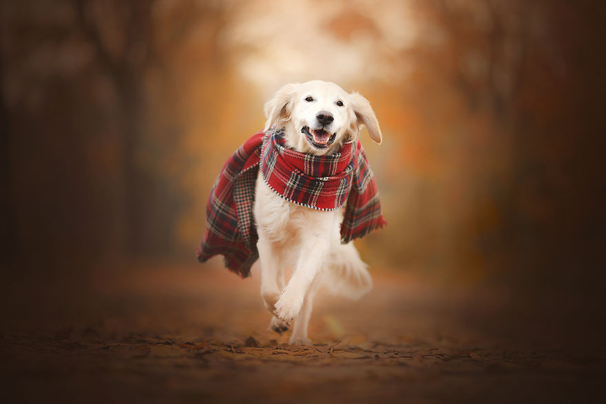 I Came Back With More Heartwarming Dog Portraits That Will Make You Smile