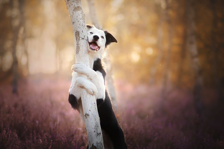 I Came Back With More Heartwarming Dog Portraits That Will Make You Smile