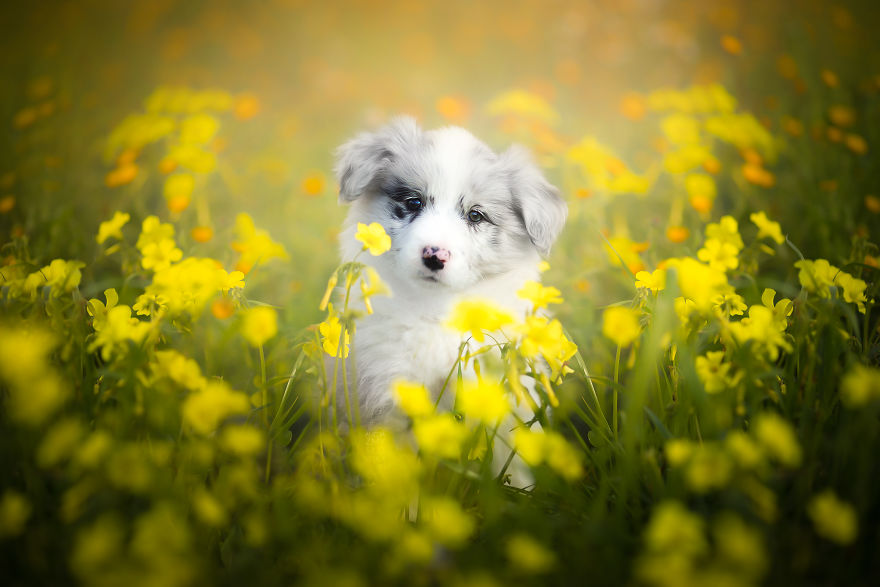 I Came Back With More Heartwarming Dog Portraits That Will Make You Smile