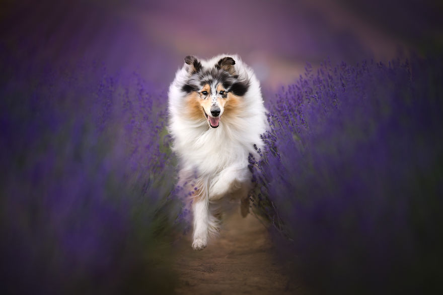 I Came Back With More Heartwarming Dog Portraits That Will Make You Smile