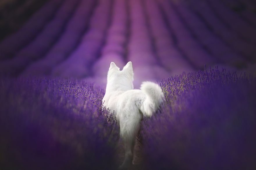 I Came Back With More Heartwarming Dog Portraits That Will Make You Smile