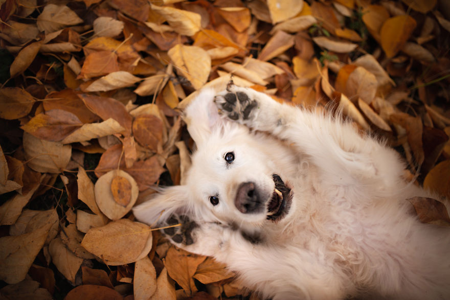 I Came Back With More Heartwarming Dog Portraits That Will Make You Smile