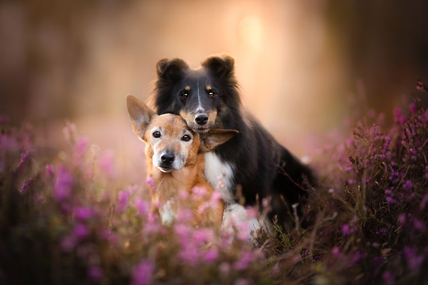 I Came Back With More Heartwarming Dog Portraits That Will Make You Smile