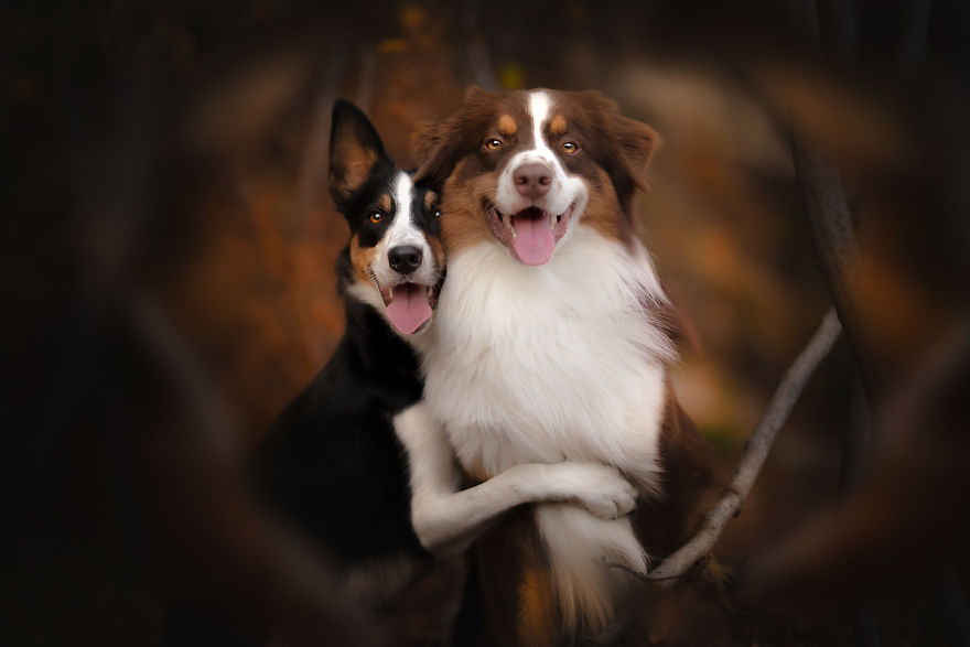 I Came Back With More Heartwarming Dog Portraits That Will Make You Smile