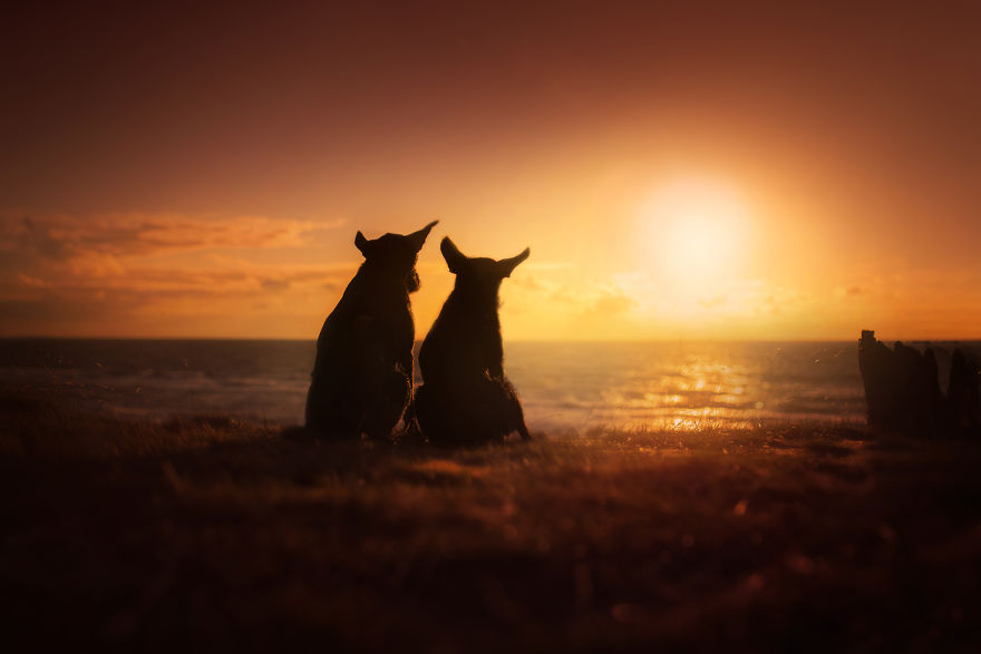 I Came Back With More Heartwarming Dog Portraits That Will Make You Smile