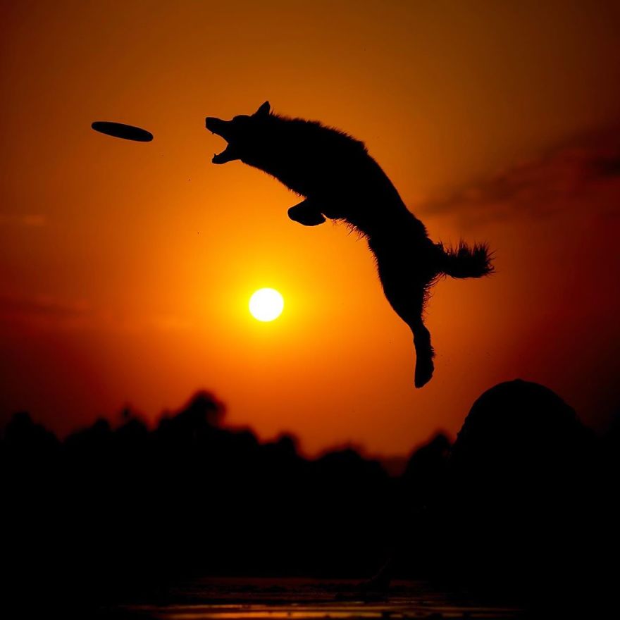 I Came Back With More Heartwarming Dog Portraits That Will Make You Smile