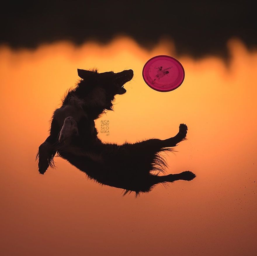 I Came Back With More Heartwarming Dog Portraits That Will Make You Smile