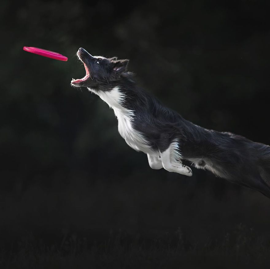 I Came Back With More Heartwarming Dog Portraits That Will Make You Smile