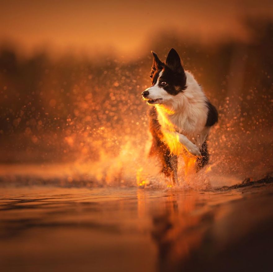 I Came Back With More Heartwarming Dog Portraits That Will Make You Smile