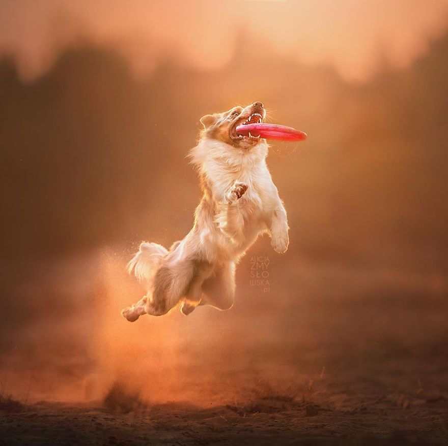I Came Back With More Heartwarming Dog Portraits That Will Make You Smile