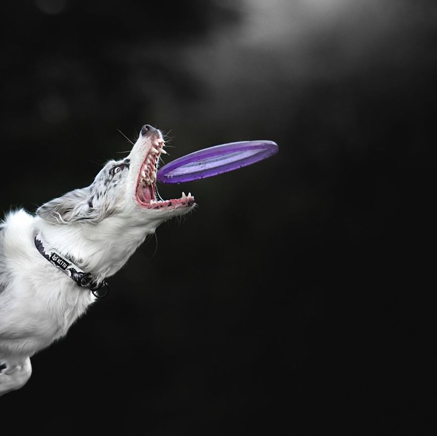 I Came Back With More Heartwarming Dog Portraits That Will Make You Smile