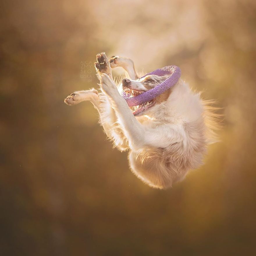 I Came Back With More Heartwarming Dog Portraits That Will Make You Smile