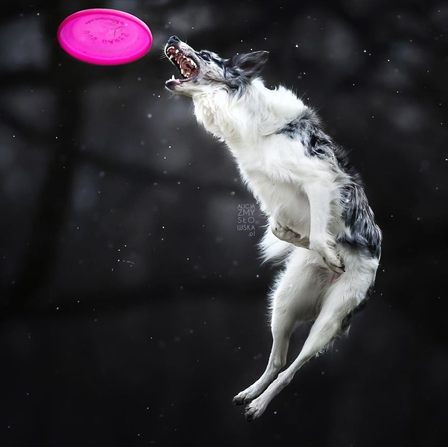 I Came Back With More Heartwarming Dog Portraits That Will Make You Smile