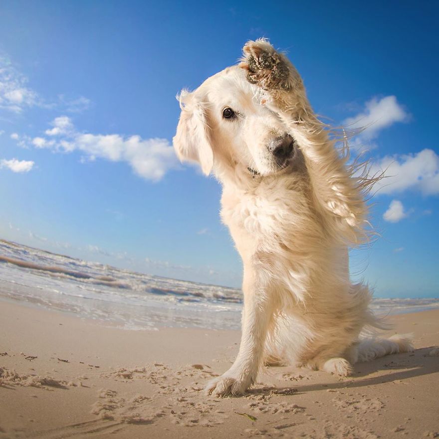 I Came Back With More Heartwarming Dog Portraits That Will Make You Smile