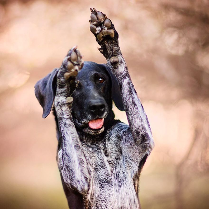 I Came Back With More Heartwarming Dog Portraits That Will Make You Smile