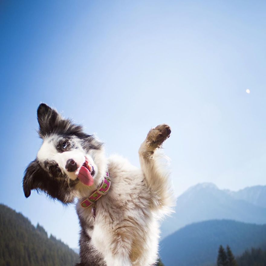 I Came Back With More Heartwarming Dog Portraits That Will Make You Smile