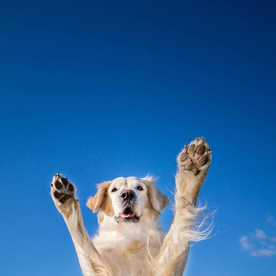 I Came Back With More Heartwarming Dog Portraits That Will Make You Smile