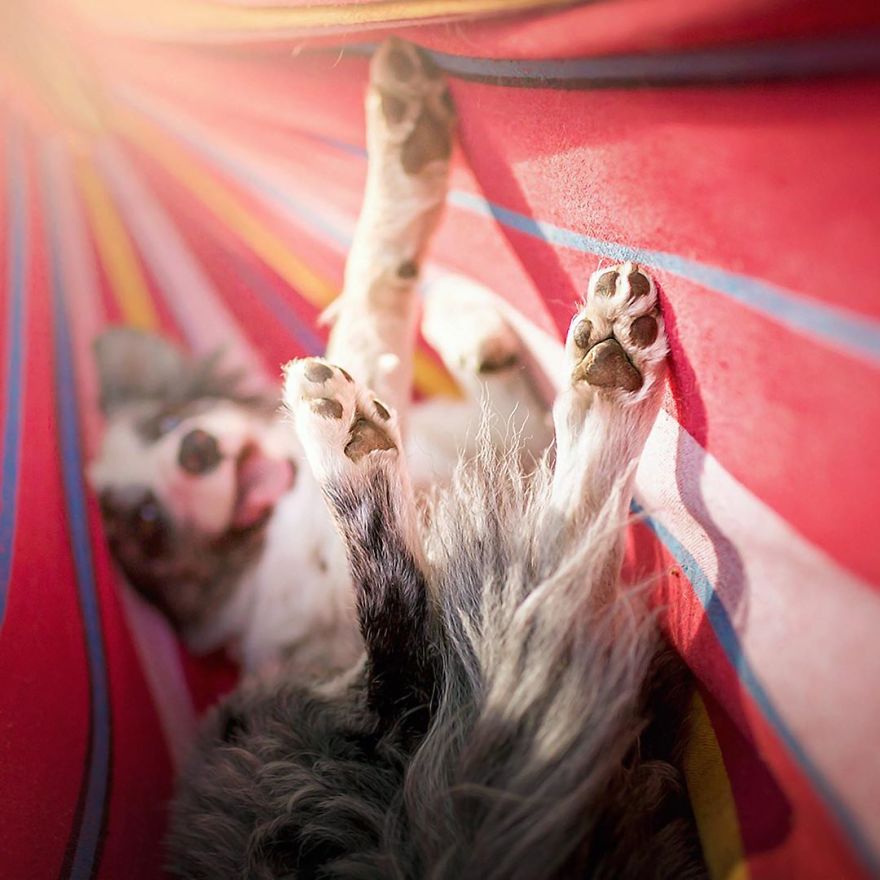I Came Back With More Heartwarming Dog Portraits That Will Make You Smile