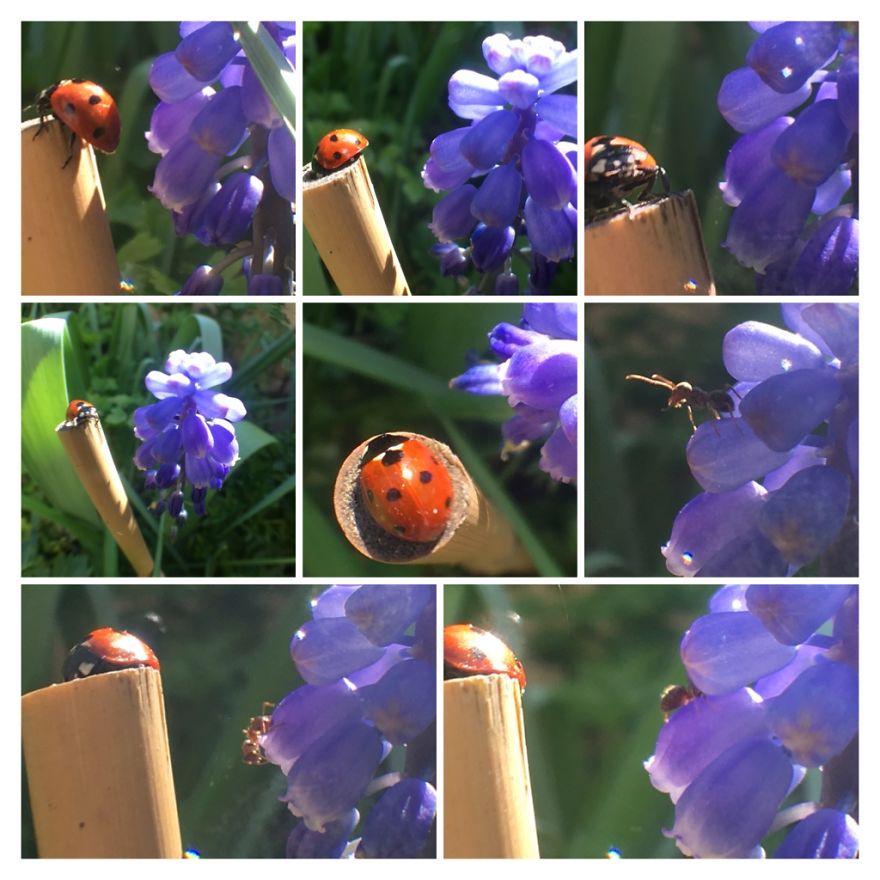 I Go On With To My Own Nature (Inspired) iPhone Photo-Challenge To Cope With Crises (New Pics)