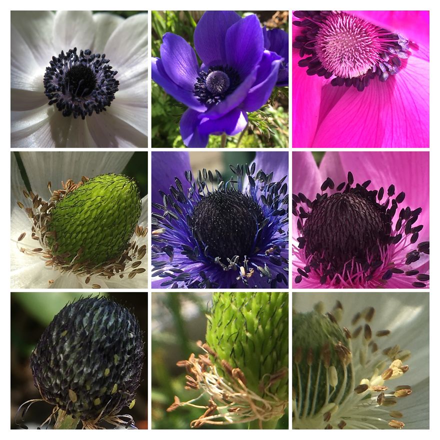 I Go On With To My Own Nature (Inspired) iPhone Photo-Challenge To Cope With Crises (New Pics)