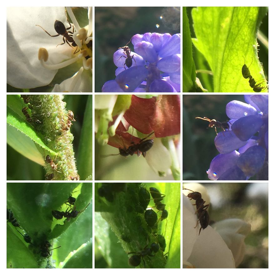 I Go On With To My Own Nature (Inspired) iPhone Photo-Challenge To Cope With Crises (New Pics)