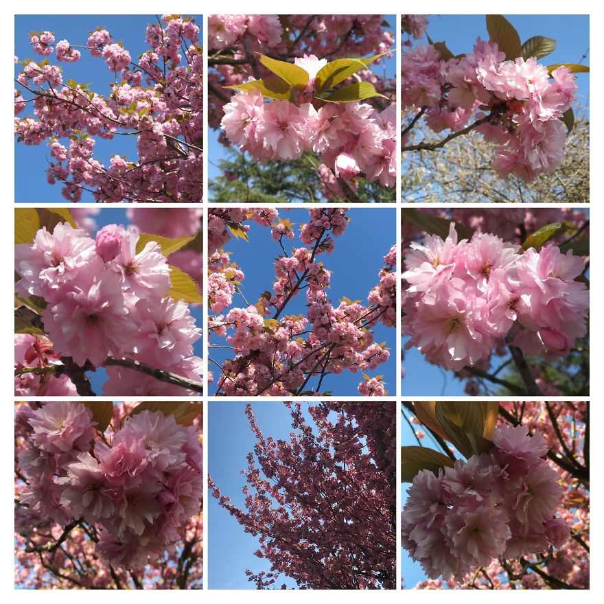 I Go On With To My Own Nature (Inspired) iPhone Photo-Challenge To Cope With Crises (New Pics)