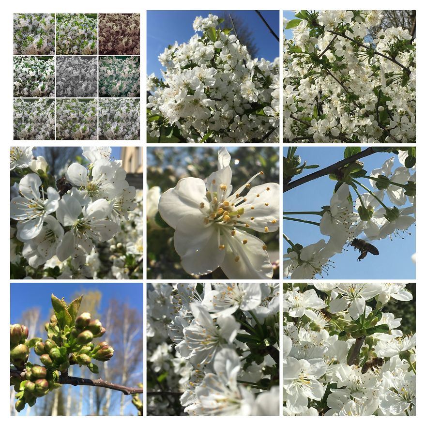 I Go On With To My Own Nature (Inspired) iPhone Photo-Challenge To Cope With Crises (New Pics)