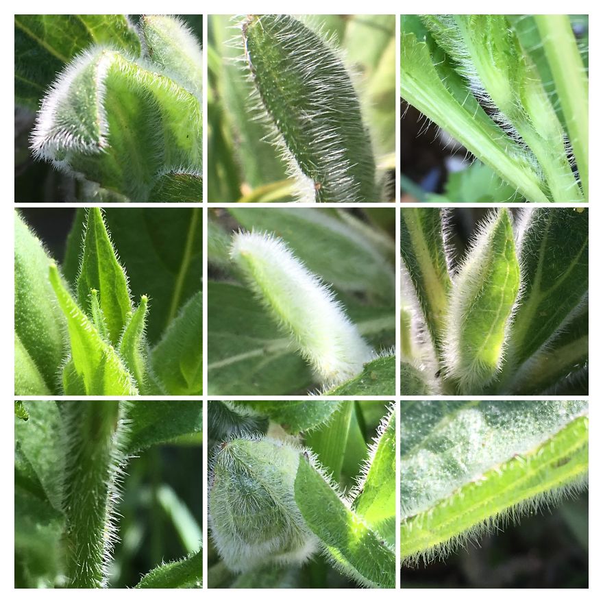 I Go On With To My Own Nature (Inspired) iPhone Photo-Challenge To Cope With Crises (New Pics)